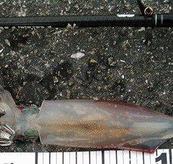 夕マヅメから夜にかけて